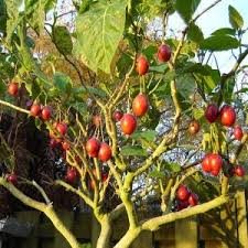 Tamarillo Hakkında Sıkça Sorulan Sorular